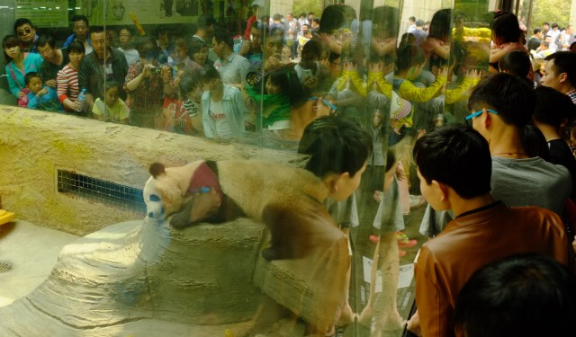 Things In China: Beijing Zoo